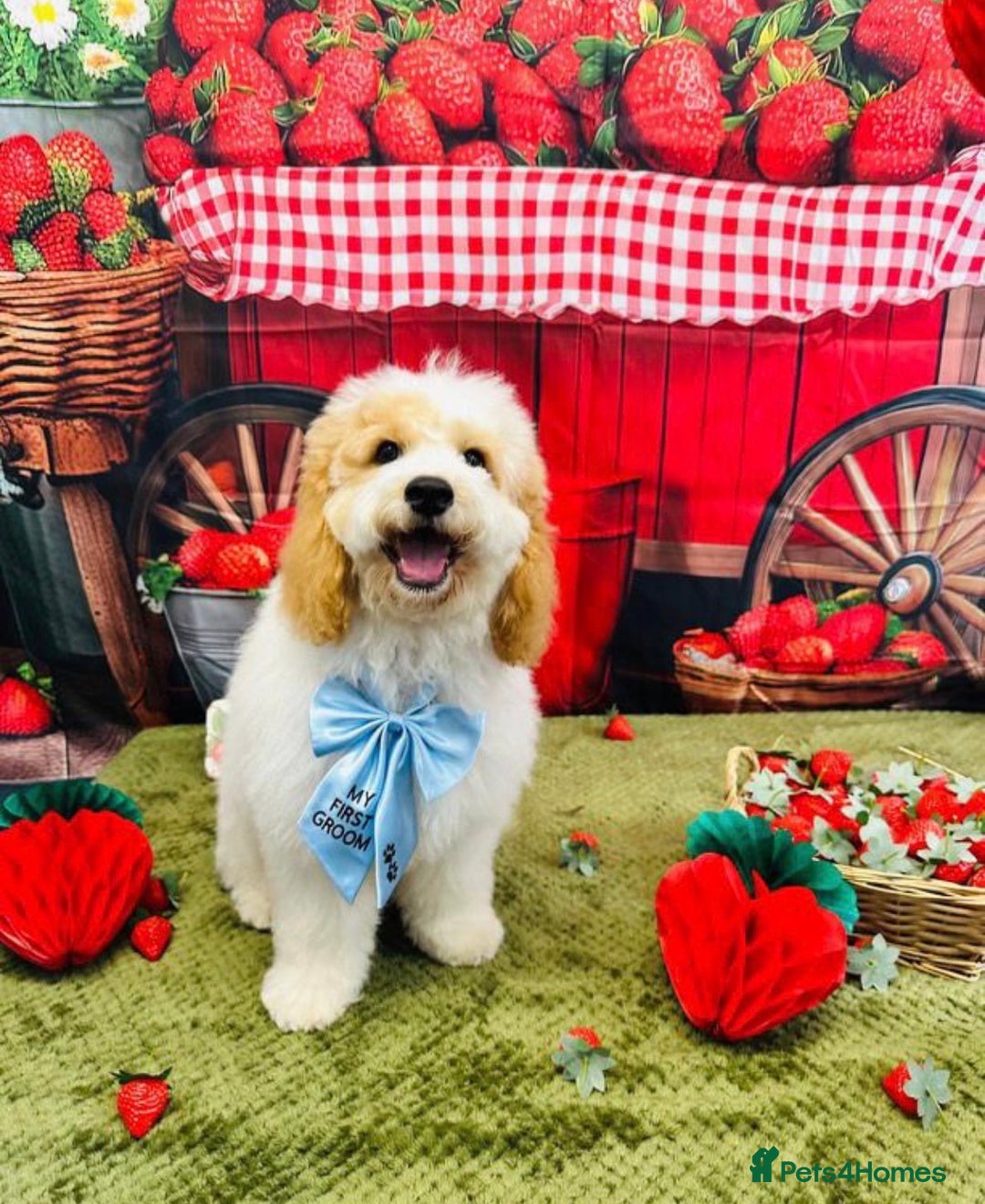 Mixed Breed dogs for sale: Hi my names Marley and I’m looking for a new home! - Advert 2