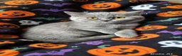 British Shorthair cats for sale:  💜🖤 British Shorthair Kittens 🖤💜 - Advert 4