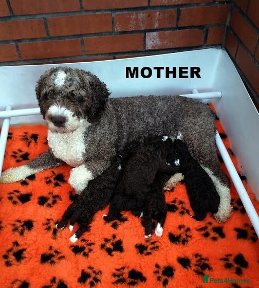 Spanish Water Dog dogs for sale: KC REGISTERED SPANISH WATER DOG PUPPIRS - Advert 1