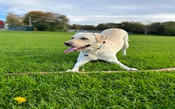 Labrador Retriever dogs for stud: Labrador Retriever for Stud - Marley in Gravesend - Image 6