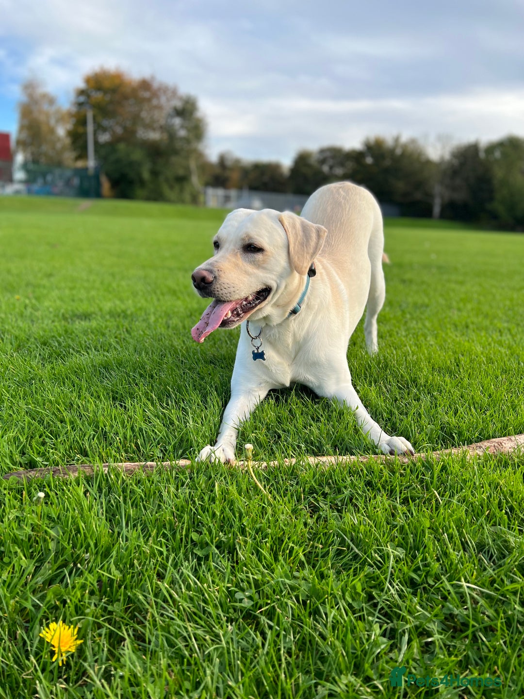 Labrador Retriever dogs for stud: Labrador Retriever for Stud - Marley in Gravesend - Image 6