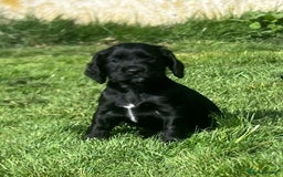 Cocker Spaniel dogs for sale: 4 stunning girl show cocker spaniels - Image 14