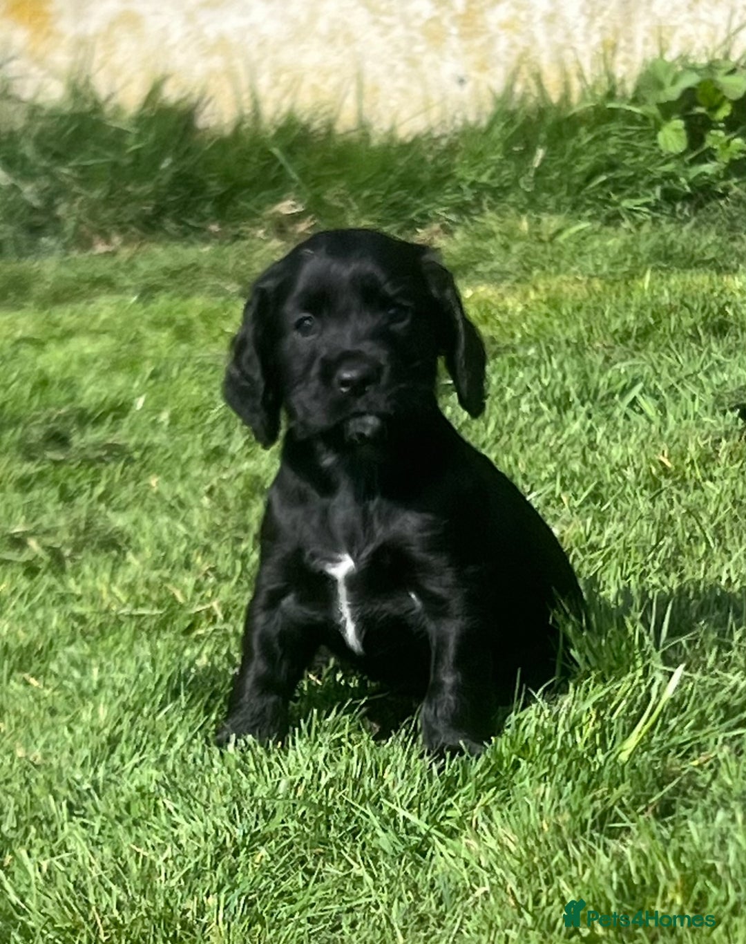 Cocker Spaniel dogs for sale: 4 stunning girl show cocker spaniels - Image 14