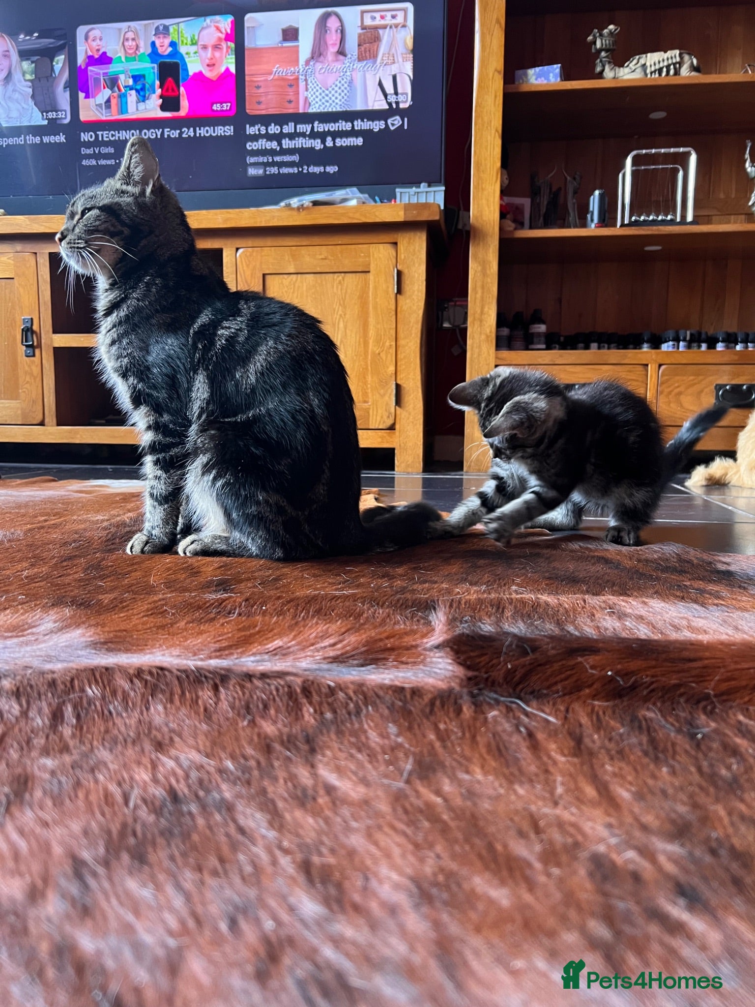 Mixed Breed cats 3 beautiful kittens ready for adventure  - Advert 1