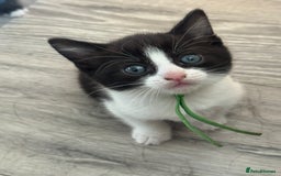 British Shorthair cats for sale: British shorthair cross kittens available  - Image 7