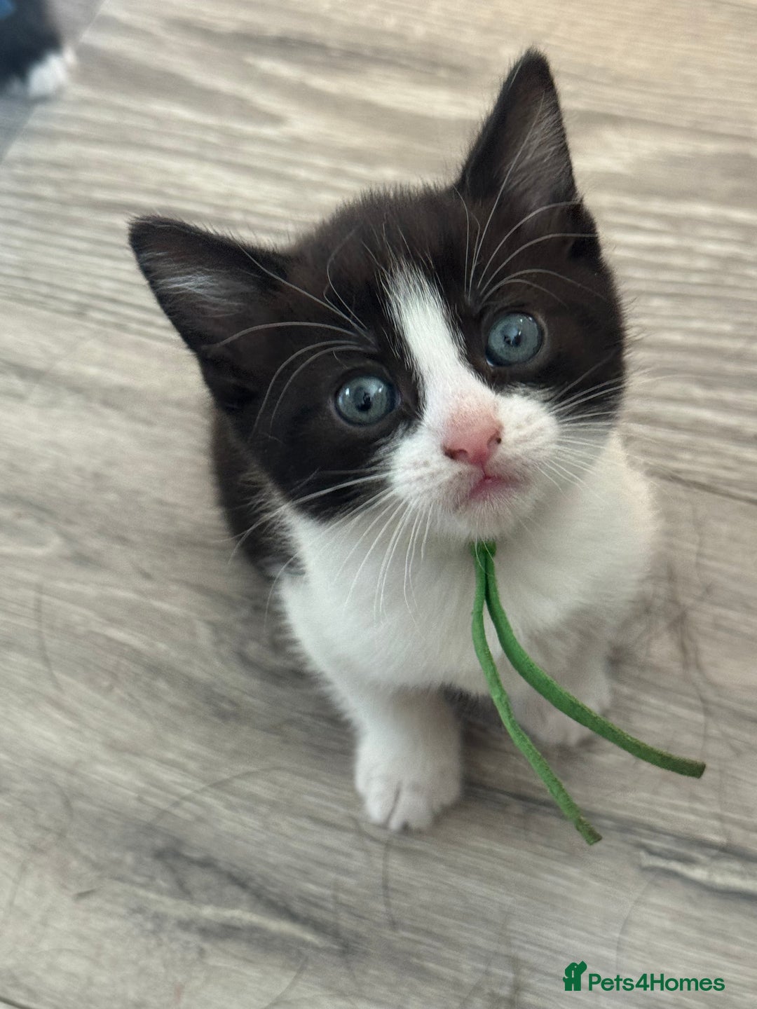 British Shorthair cats for sale: British shorthair cross kittens available  - Image 7