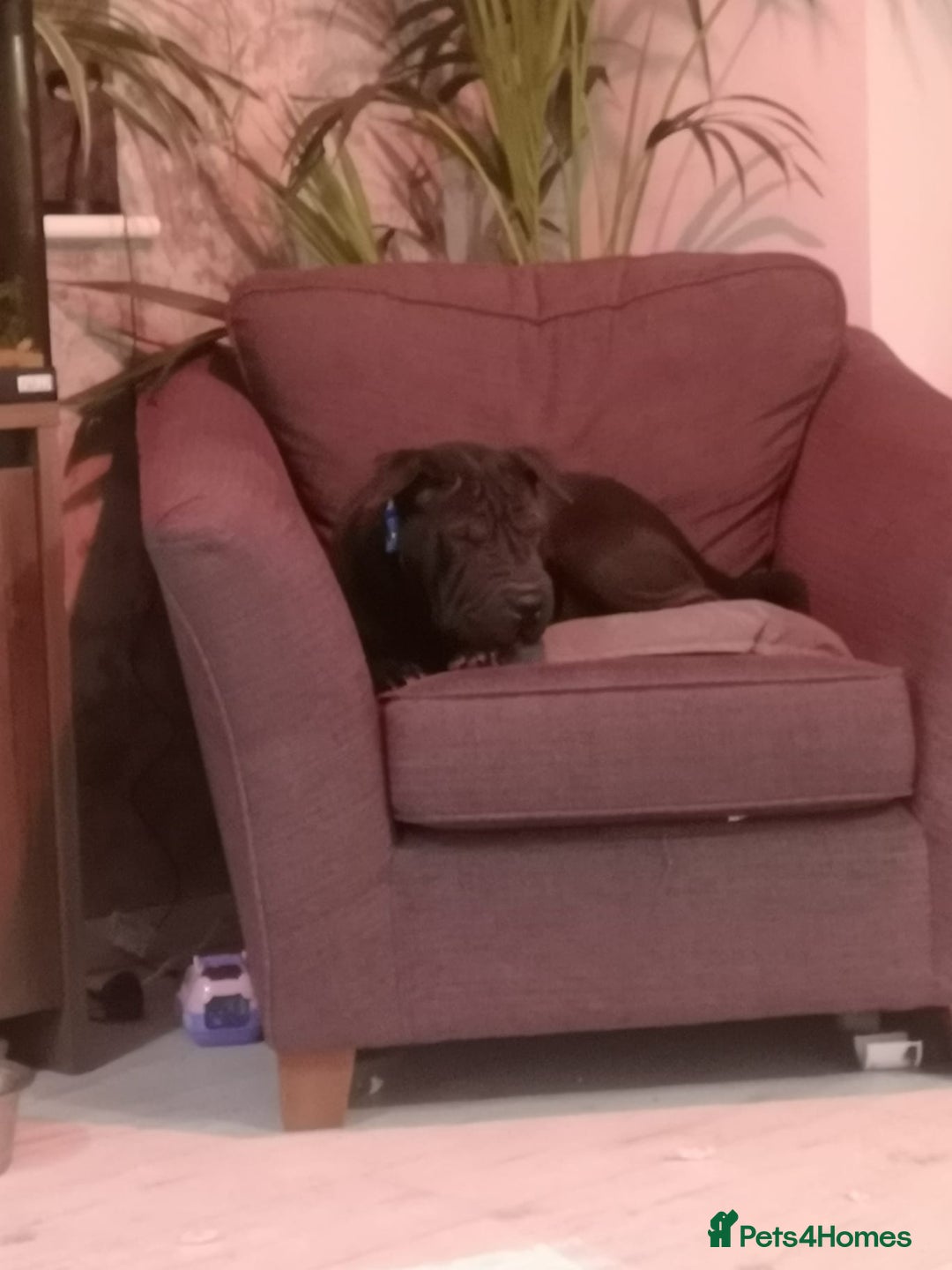 Shar Pei dogs for sale: 1 year old Shar pei Boy  - Advert 4