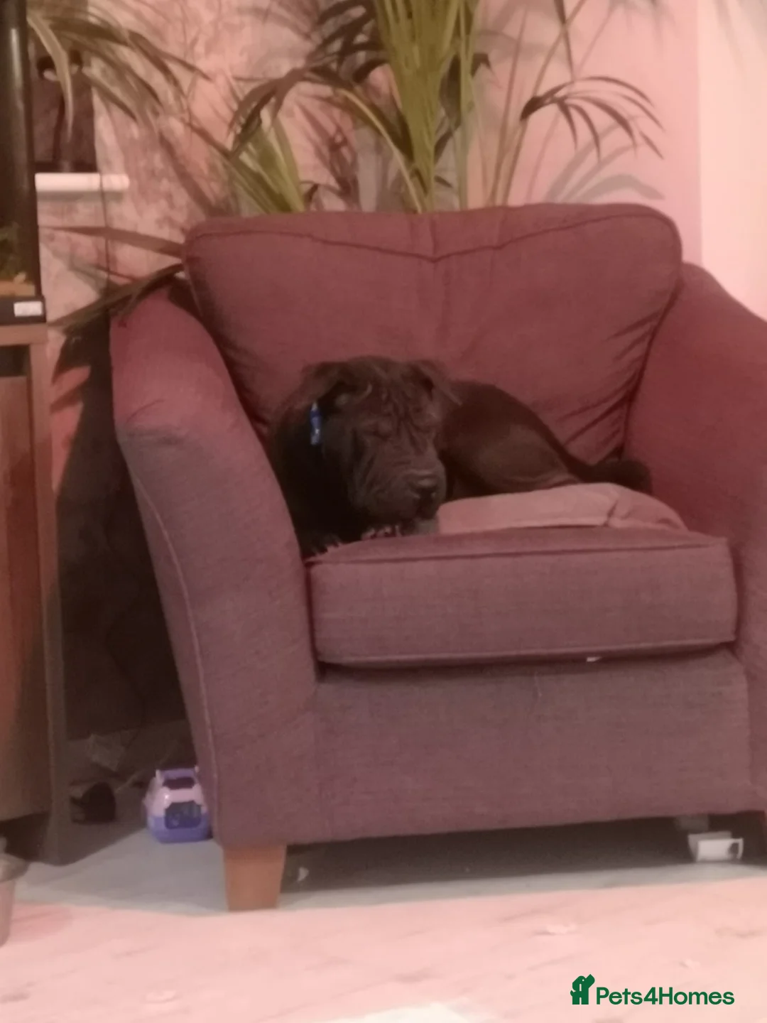 Shar Pei dogs for sale: 1 year old Shar pei Boy  - Advert 4