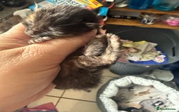 British Shorthair cats for sale: 1 left girl kittens ready oct super cute  - Image 12