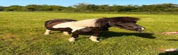 Shetland pony horses for sale: Registered 17yo shetland gelding  - Advert 1