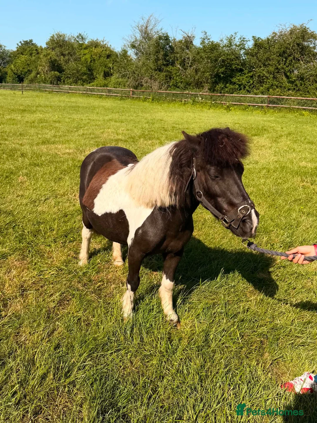 Shetland pony horses for sale: Registered 17yo shetland gelding  - Advert 1
