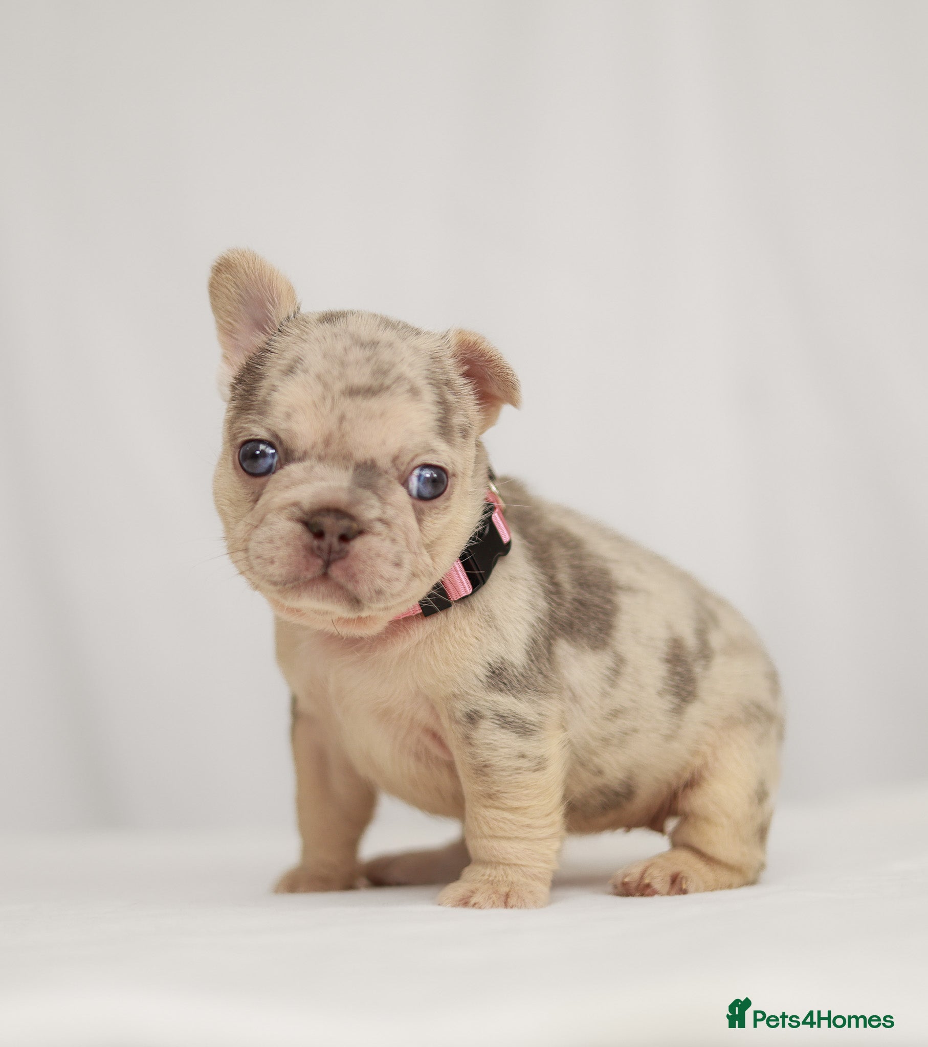 French Bulldog dogs Beautiful Frenchie Puppies Raised with Love 🐾 - Advert 2