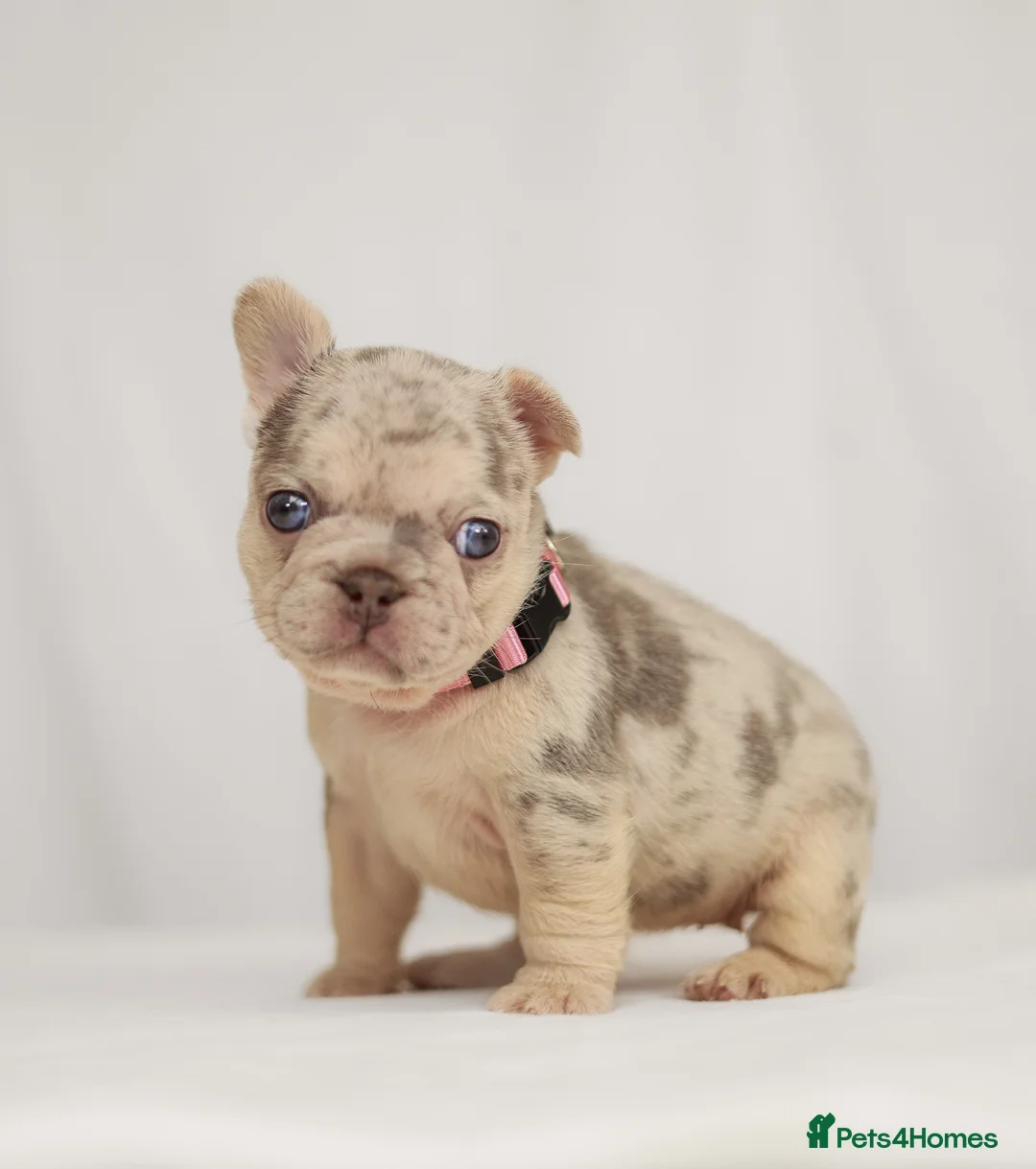 French Bulldog dogs for sale: Beautiful Frenchie Puppies Raised with Love 🐾 - Advert 2