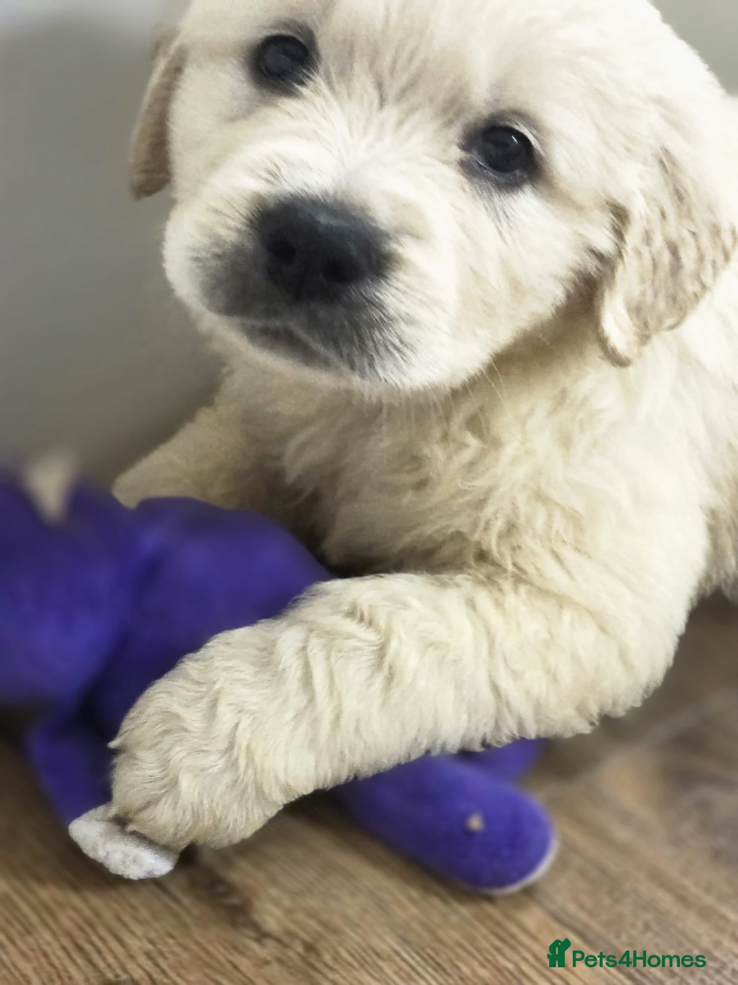 Golden Retriever dogs KC Pedigree DNA Clear Golden Retriever Puppies  - Advert 8