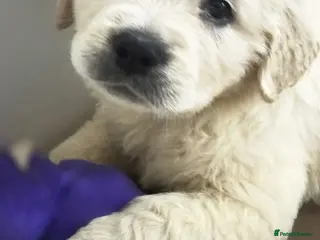 Golden Retriever dogs KC Pedigree DNA Clear Golden Retriever Puppies - Advert 8