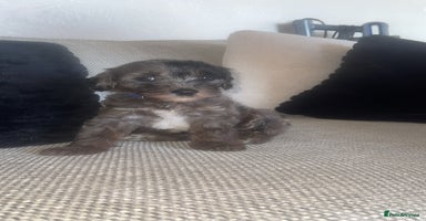 Mixed Breed dogs - Advert 6