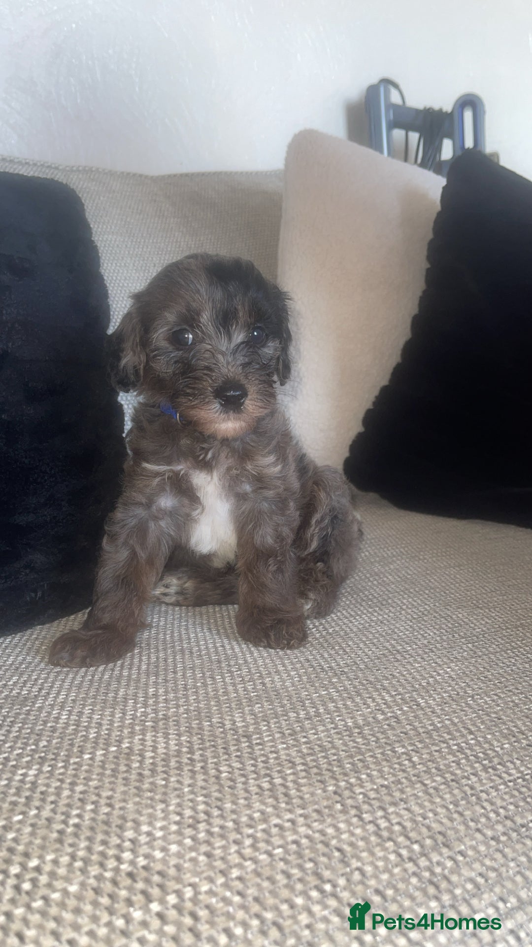 Mixed Breed dogs for sale: Cavapoochon X cockapoo - Image 2