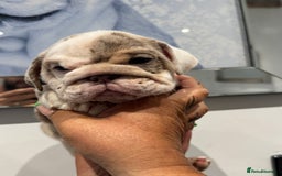 English Bulldog dogs for sale: English bulldog puppies  - Image 8