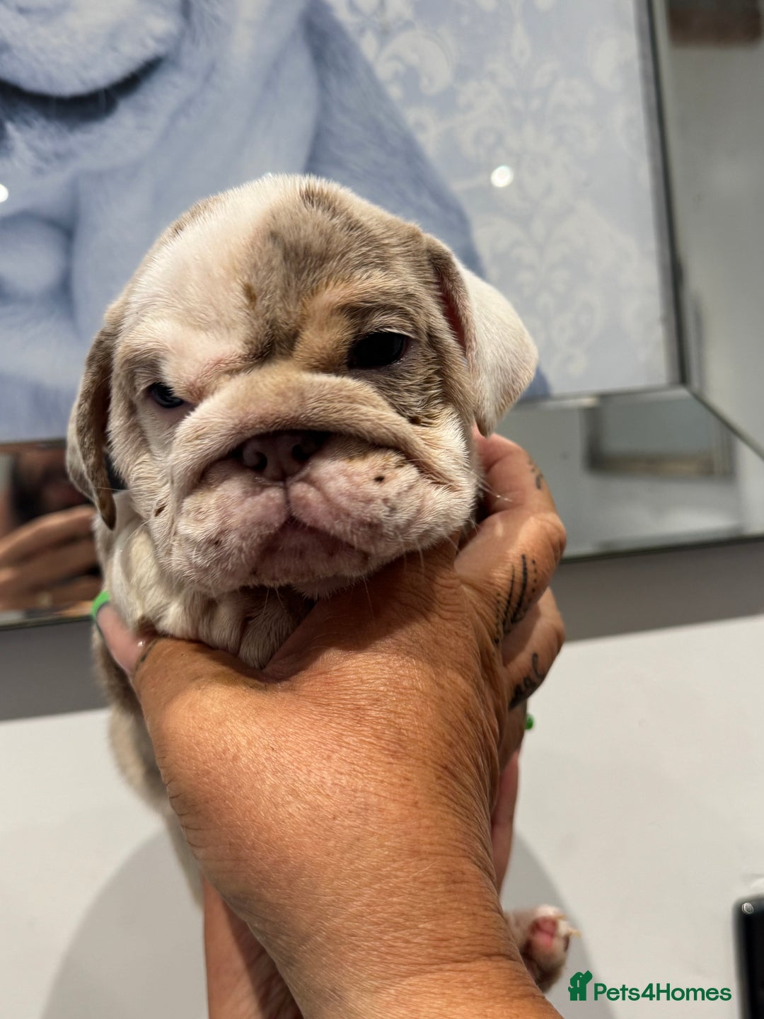 English Bulldog dogs for sale: English bulldog puppies  - Image 8