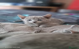 Russian Blue cats for sale: TICA Russian Blue Kittens Pedigree - Image 13
