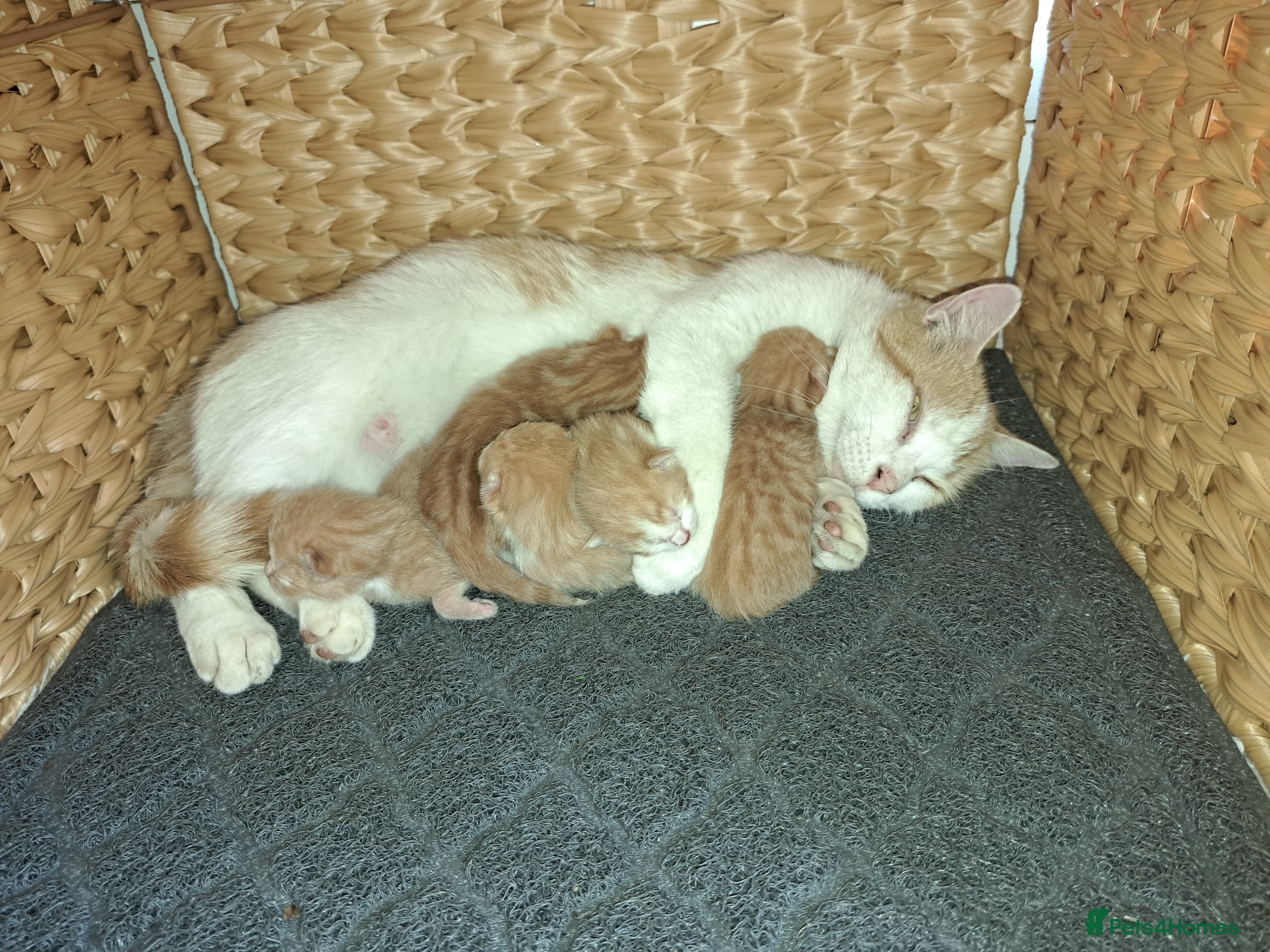 British Shorthair cats Ginger kittens - Advert 1