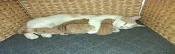 British Shorthair cats for sale: Ginger kittens in West Bromwich - Advert 1
