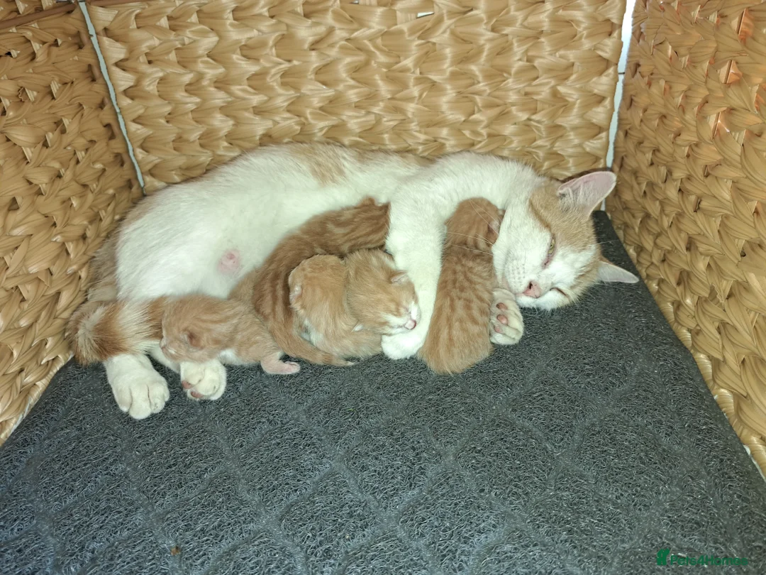 British Shorthair cats for sale: Ginger kittens in West Bromwich - Advert 1