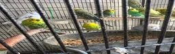 Budgerigars birds for sale: Budgies - Advert 2