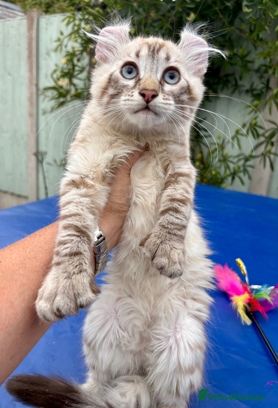 Savannah cats for sale: Breath taking rare girl - Image 2