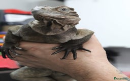 Iguana reptiles for sale: Rhino iguana  - Image 3