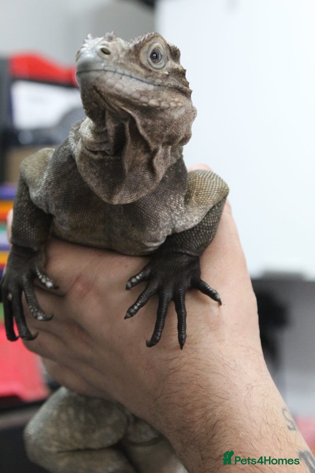 Iguana reptiles for sale: Rhino iguana  - Image 3