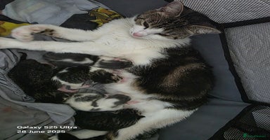 Mixed Breed cats - Advert 13