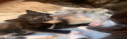 Mixed Breed cats for sale: Adorable kittens  - Advert 5