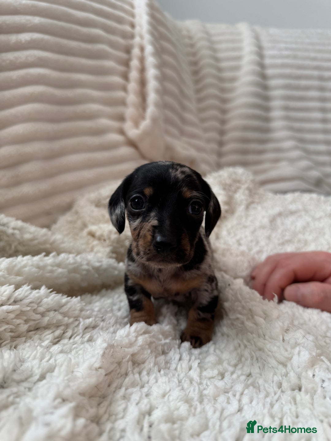 Miniature Dachshund dogs for sale: 8 Adorable miniature dachshund puppies - Advert 16