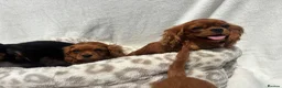 Cavalier King Charles Spaniel dogs for sale: Cavalier King Charles  - Advert 16