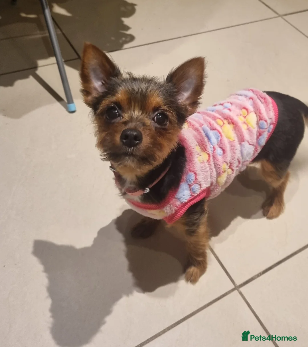Mixed Breed dogs for sale: TINY yorkie x minature pom puppies - Advert 4