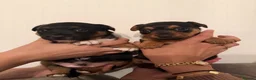 Jack Russell dogs for sale: Jack Russell puppies  in High Wycombe - Advert 2