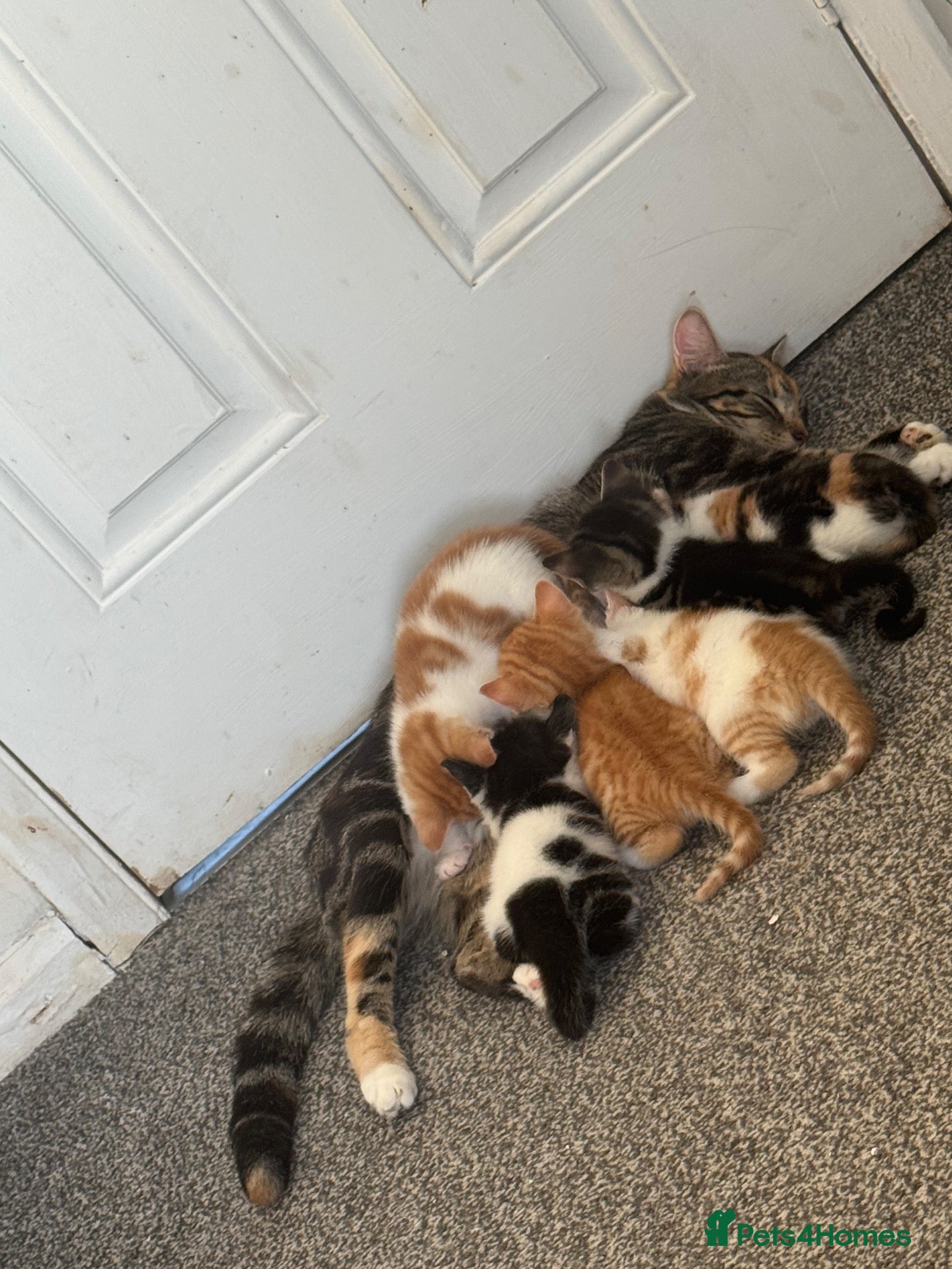 Mixed Breed cats Beautiful kittens for sale🩵 - Advert 7
