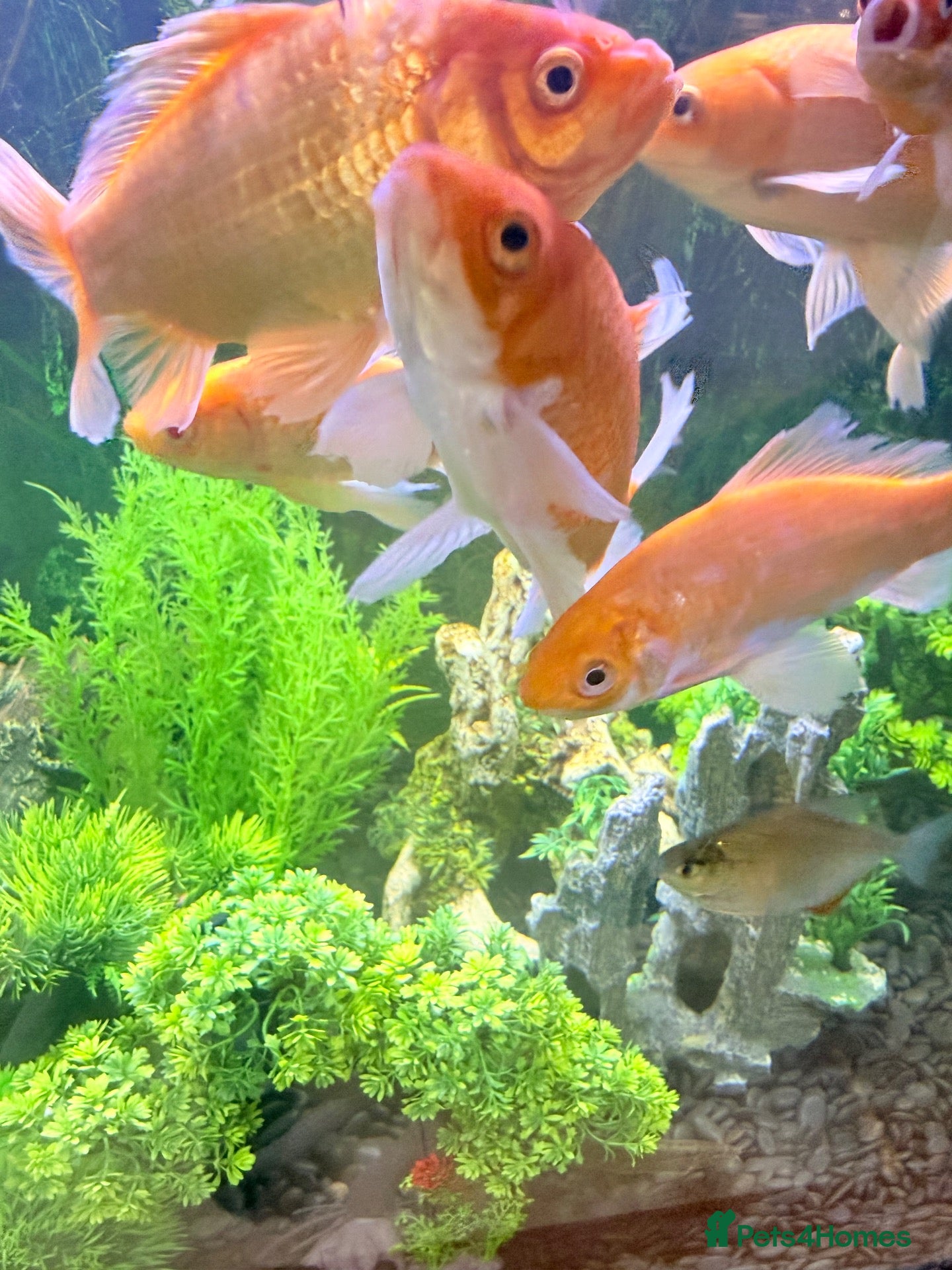 Goldfish fish Large Goldfishes for sale  - Advert 1