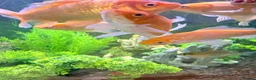 Goldfish fish for sale: Large Goldfishes for sale  - Advert 1