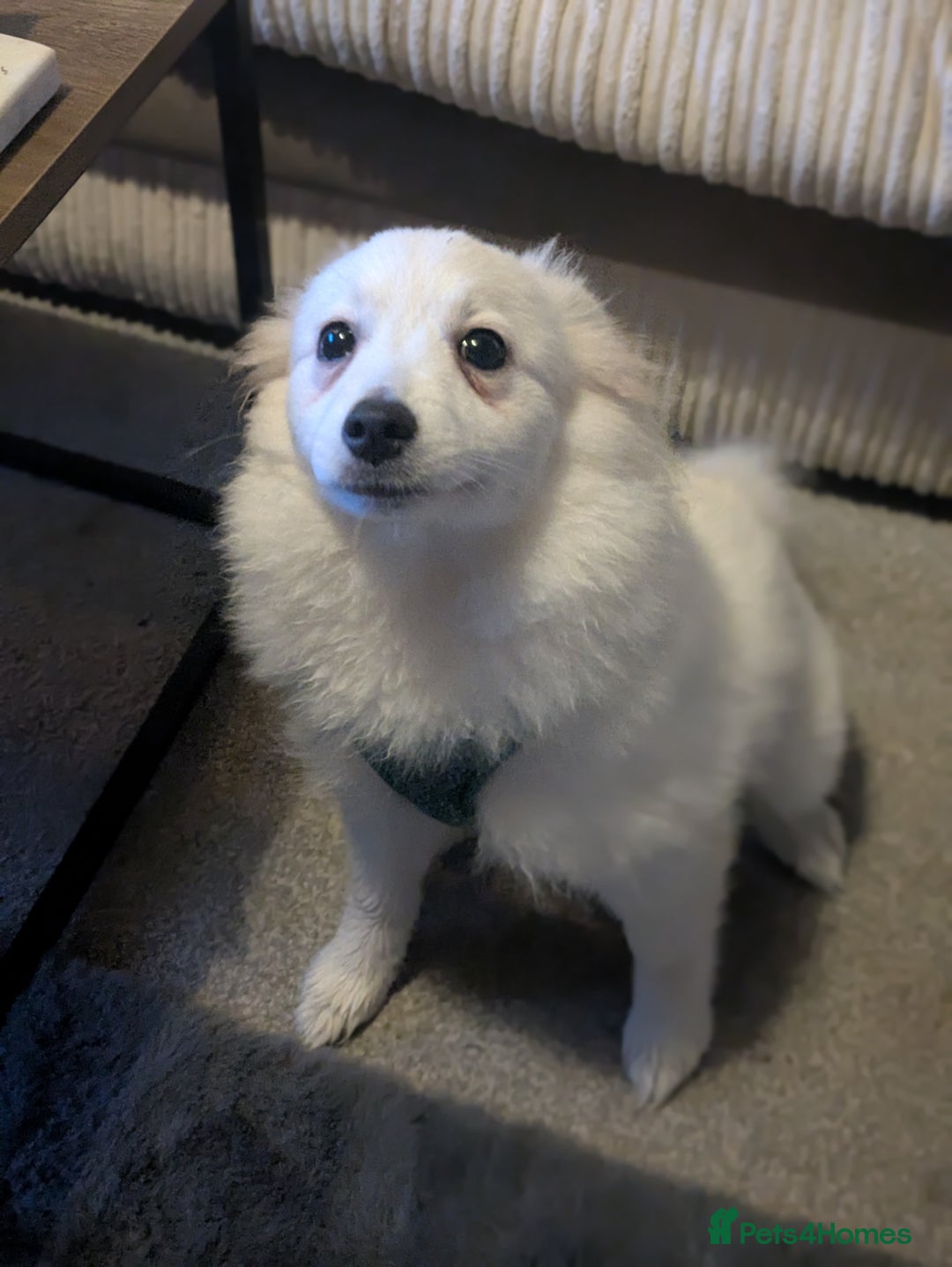 Japanese Spitz dogs for sale: Beautiful Japanese Spitz Puppy For Sale  - Advert 2