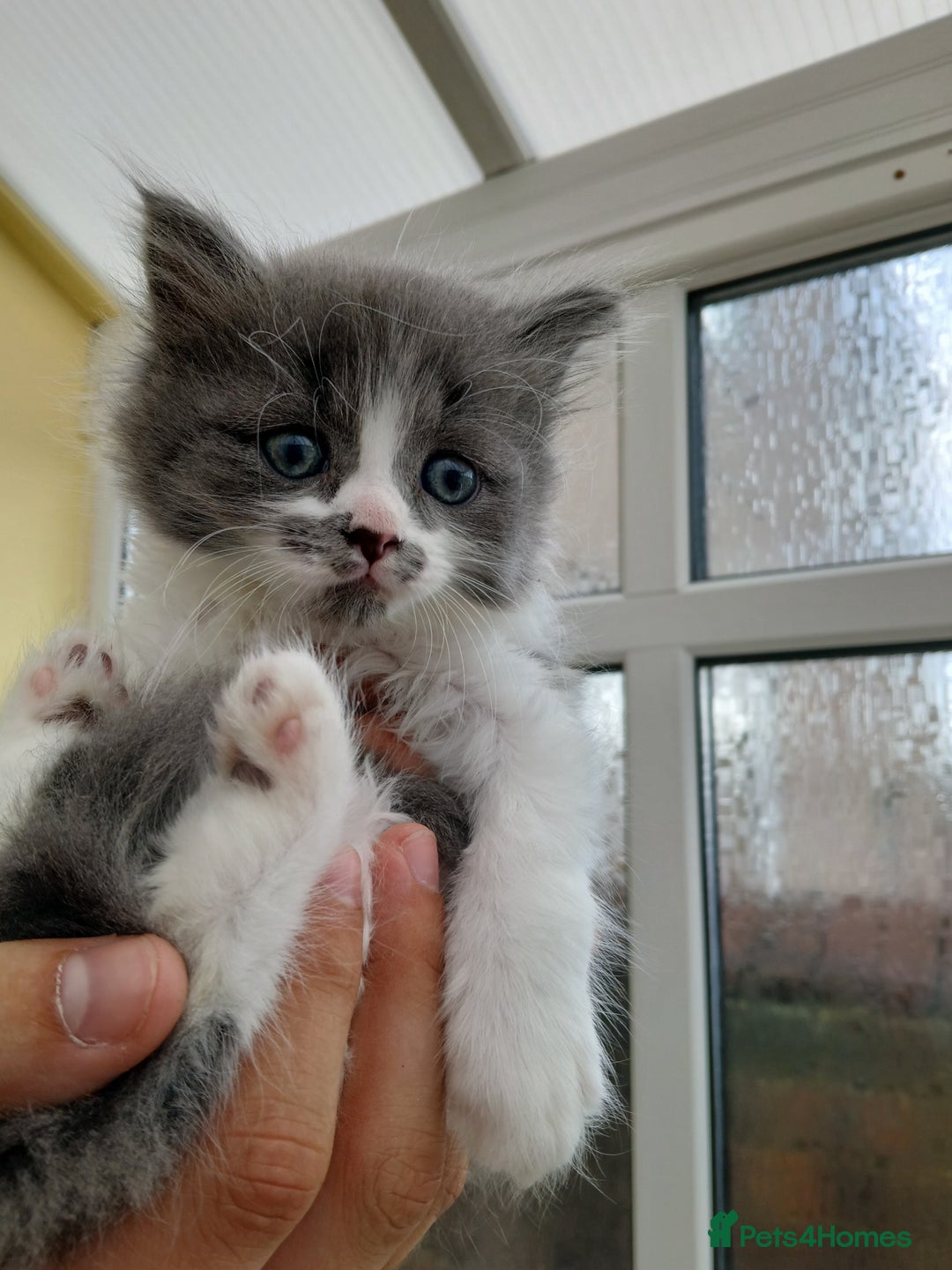 British Longhair cats for sale: British long haired  - Image 17