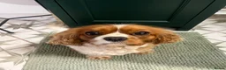 Cavalier King Charles Spaniel dogs for sale: Pending viewing- unable to reply to all messages  - Advert 1