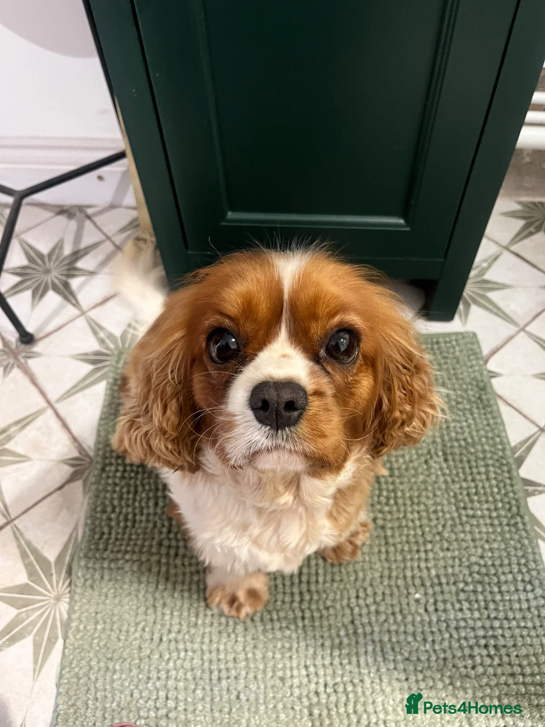 Cavalier King Charles Spaniel dogs for sale: Pending viewing- unable to reply to all messages  - Advert 1