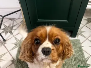 Cavalier King Charles Spaniel dogs 3 year old spayed King Charles Cavalier - Advert 16