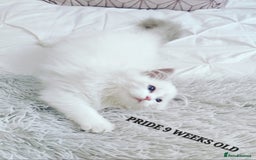 Ragdoll cats for sale: 🔥PRESTIGIOUS BEAST SIZE EU FEMALE🔥  - Advert 22