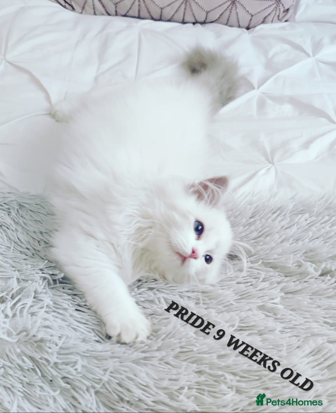 Ragdoll cats for sale: 🔥PRESTIGIOUS BEAST SIZE EU FEMALE🔥  - Advert 22