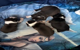 Boston Terrier dogs for sale: KC Registered 🐕❤️🏠 Puupy 🐕💙🏠Boston Terrier  - Image 15
