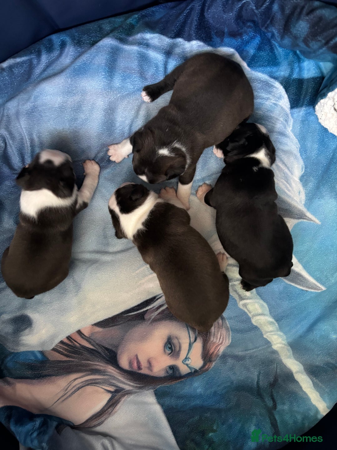 Boston Terrier dogs for sale: KC Registered 🐕❤️🏠 Puupy 🐕💙🏠Boston Terrier  - Image 15