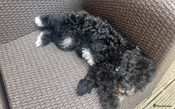 Sheepadoodle dogs for sale: F1 Sheepadoodle  in Doncaster - Image 24